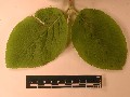 Feuilles opposes_Viburnum lantana_2.jpg